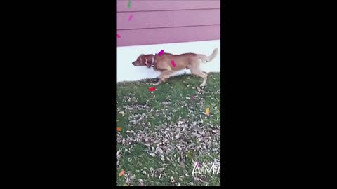 funniest dogs having fun