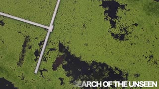 Aerial View of the Lotus Pond in Thailand