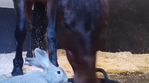 The mare and the rabbit eating together