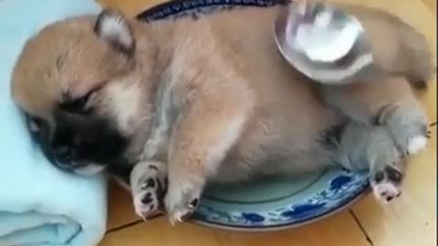 cute puppy taking a nap no puppies were harmed in this video