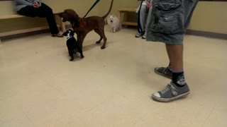 Fearless Bulldog Puppy Wrestles Bloodhound