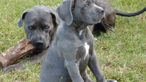 Bravest Dogs - TOP 10 Bravest Dog Breeds In The World!!!!!