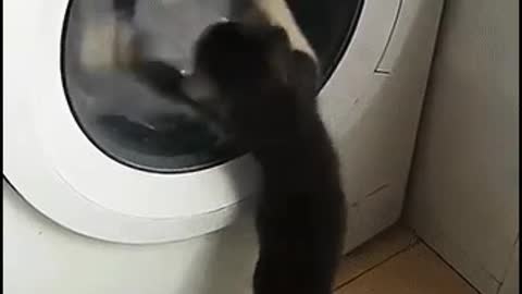 Cat wash clothes