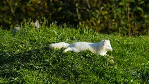 Small Arctic Fox laying down on green grass