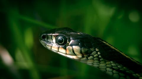 Beautiful Snake Video #like