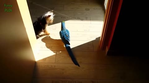 Parrots 🦜 Annoying Dogs 🐶 | Funny Compilation 🤣