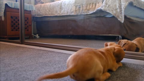 Cute puppy playing in the mirror with his image