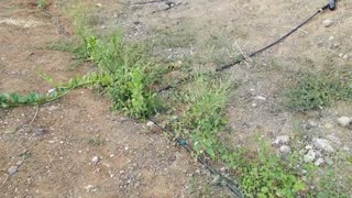 Gravity fed irrigation system on a farm