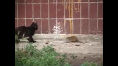 Fearless Rat Attacks Cat