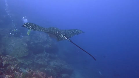 Spotted eagle stingray glides majestically past scuba diver