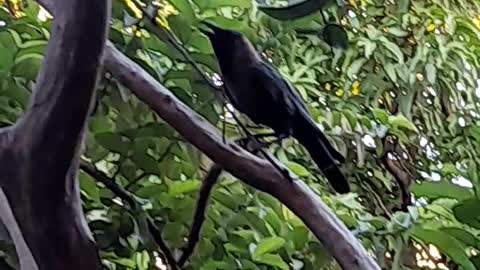 crow video:Black crow video.