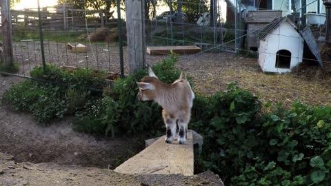 Adorables cabras bebé descubren que saltar es su pasatiempo favorito