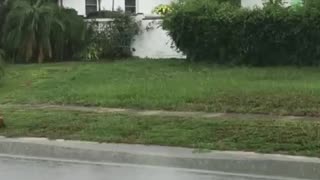 Man Won't Let Rain Ruin His Mowing