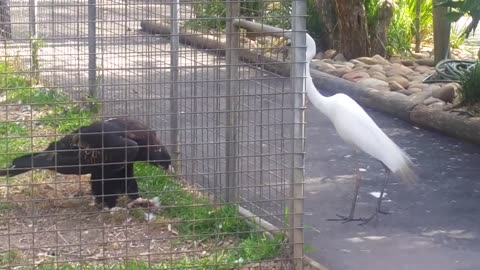Eagle attacks bird at Featherdale Wildlife Park, Sydney, Australia