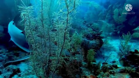 Reef_sharks_arrive_when_invasive_lion_fish_are_speared_for_conservation