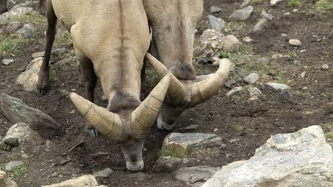 closeup of bighorn sheep