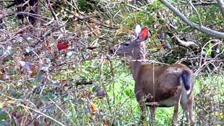 Walking with the deer 3/5/24: