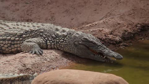 Zoo crocodile in small lake