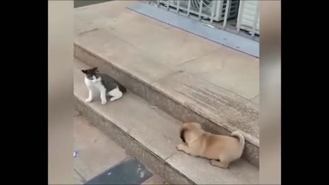 Cat & Dog Funny Animal Videos