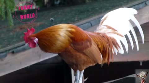 TOP 2020 Rooster crowing sounds