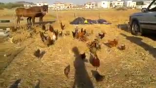 Crazy chickens love the ponys dinner time