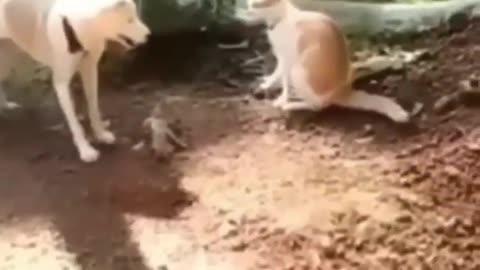 Real life fight club dog vs cat who will win.