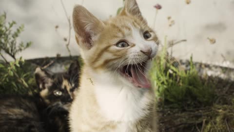 An Adorable Red and White Kitten