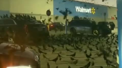 ⚠️"OMG‼"THE WALMART BLACK BIRD ATTACK"⚠️