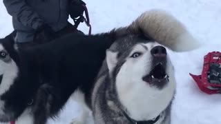 Dog huskies in snow howling next to man in black