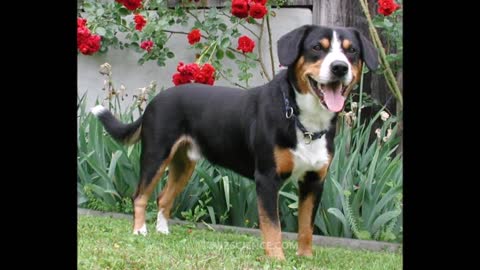 Video a type of dog that includes four regional breeds - Entlebucher Mountain Dog