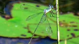 Dragonfly