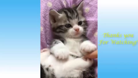 Cute Pets And Funny Animals Compilation for Cats Lover