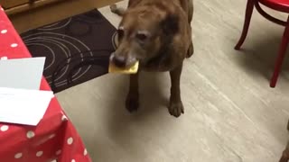 Chubby brown dog eats entire waffle