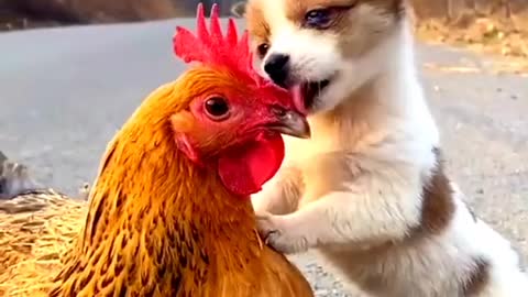 CUTE ANIMAL DOG AND CHICKEN