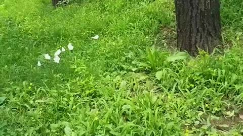 Dancing white butterfly