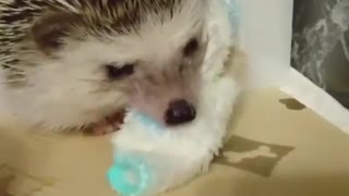 hedgehog listen to orders for food time