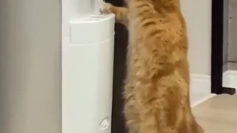 Most funny complication video cat drinking water