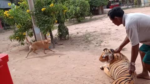 Fake Tiger Prank Dog and How can I Stop laugh Funny - 2021 - 5