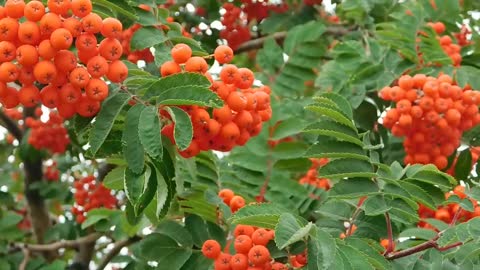 Do you like fruit trees? I do.