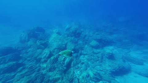 An ocean turtle sinks to the bottom of the ocean