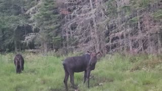 Moose in maine
