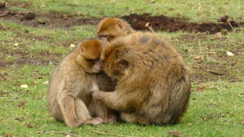 Cute monkey family..❤️🙈🙉