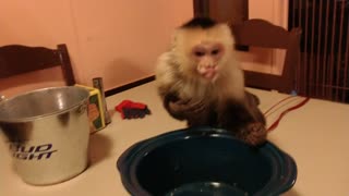 Monkey Attacks Crickets Then Crickets Attack Monkey