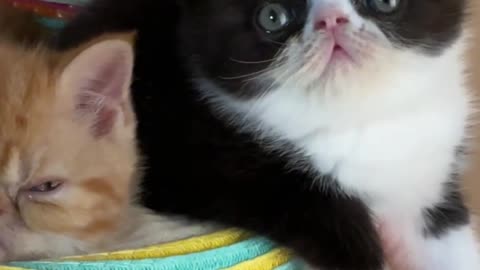 Funny Kittens Compilation