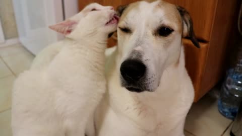 Dog Totally Unimpressed With Overly-Affectionate Cat's Behavior