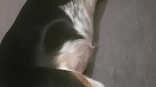 Dog dreaming and running in her sleep!