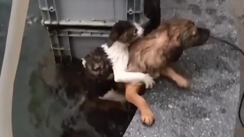 Dog rescue the cat dog saved the cat so sweet 😃kittens