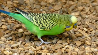 colorful bird picking up some food