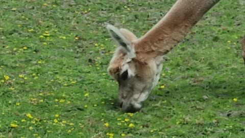 South American Camelid In Great Britain