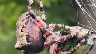 Massive backyard spider wraps up its catch